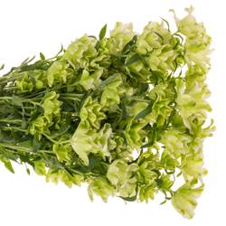 Campanula Glocken Evergreen Pink 70cm