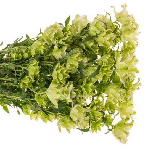 Campanula Glocken Evergreen Pink 70cm
