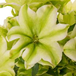 Campanula Glocken Evergreen Pink 70cm