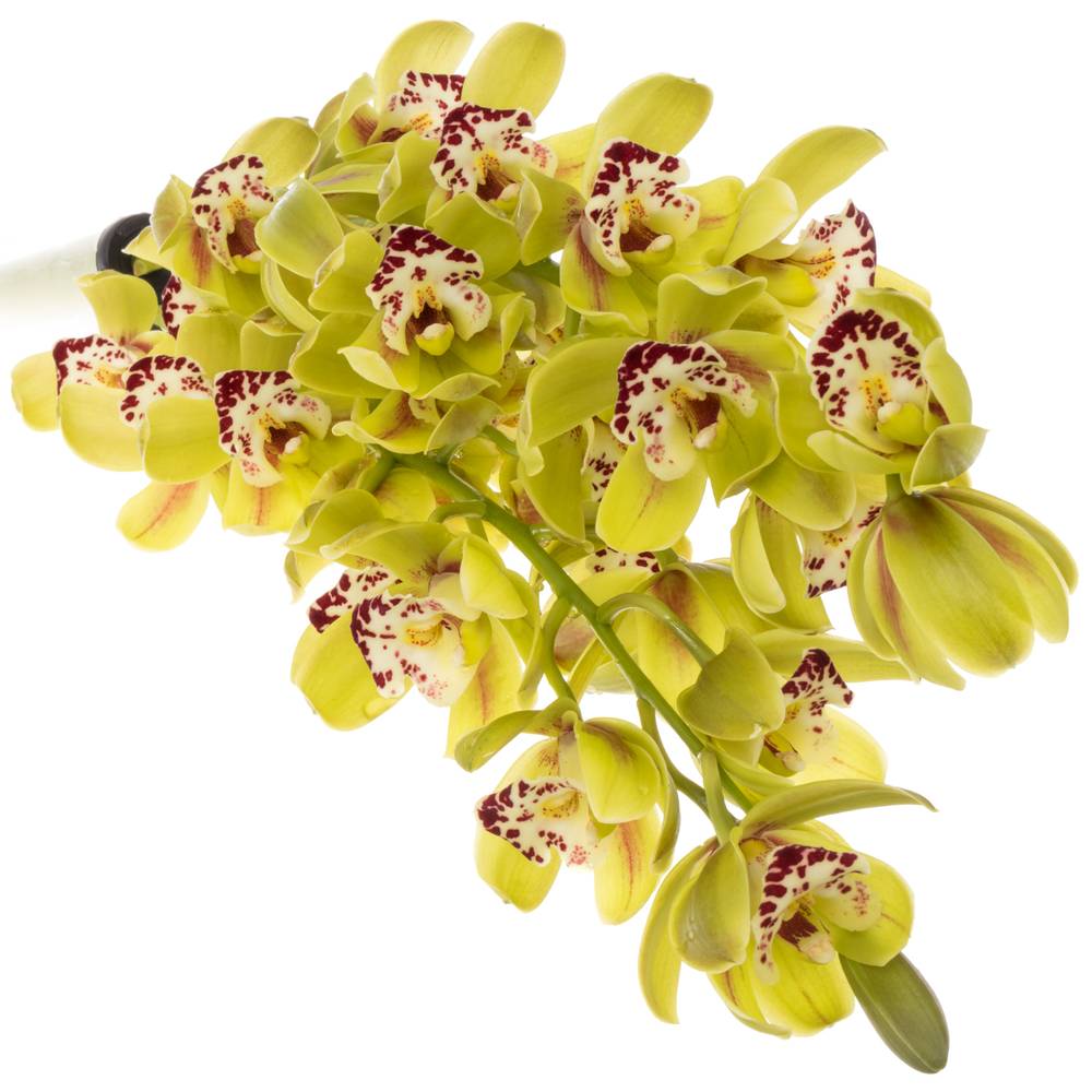 Mini Cymbidium grün Camelford 40cm 8+Blüte