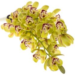 Mini Cymbidium grün Camelford 40cm 8+Blüte