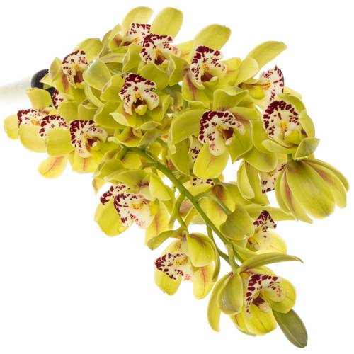 Mini Cymbidium grün Camelford 40cm 8+Blüte