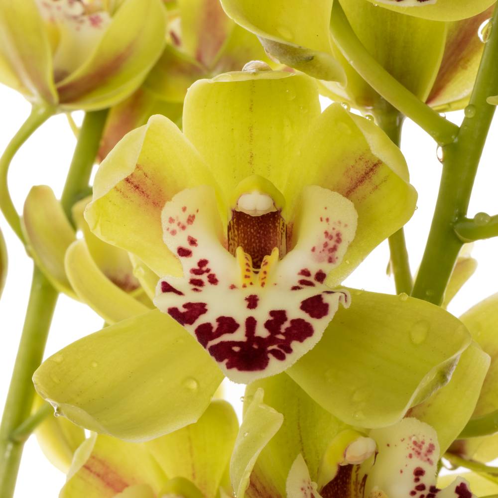 Mini Cymbidium grün Camelford 40cm 8+Blüte