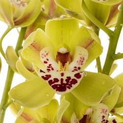 Mini Cymbidium grün Camelford 40cm 8+Blüte