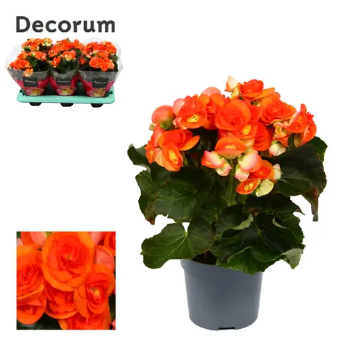 Begonie dunkel orange Reina T13 H032