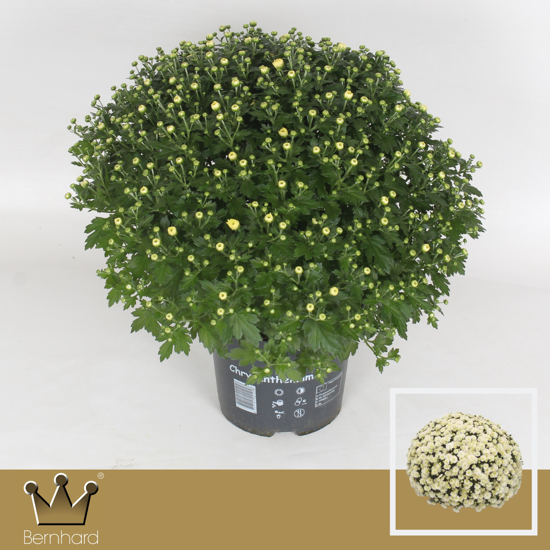 Chrysantheme Kugel weiss Jasoda T19 H040