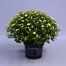 Chrys.weiss Jasoda T19 H040