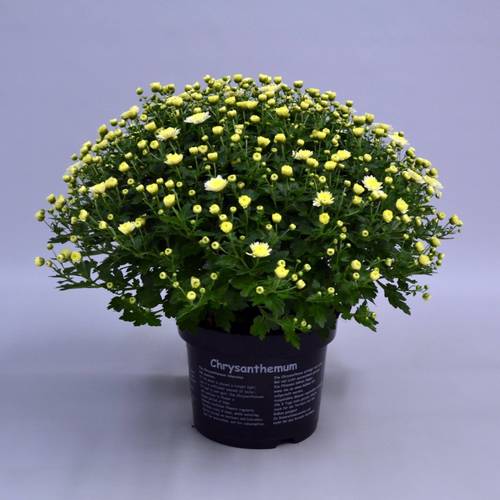 Chrys.weiss Jasoda T19 H040