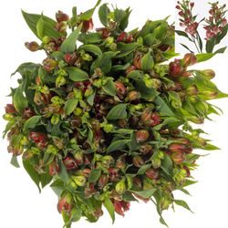 Alstroemerie rot Tinto 20+Blüte 75cm