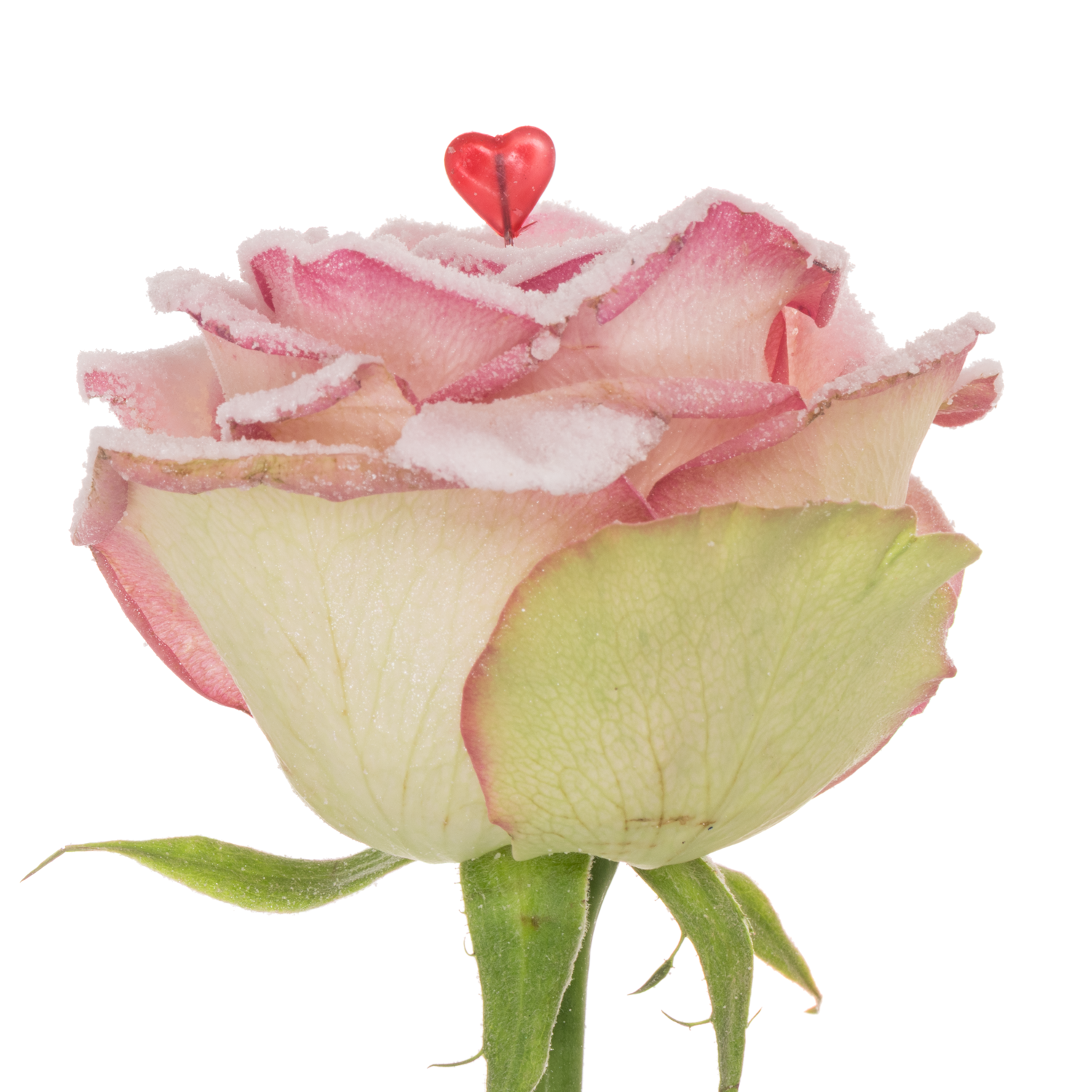 Rose Sugar Pink Love 70cm