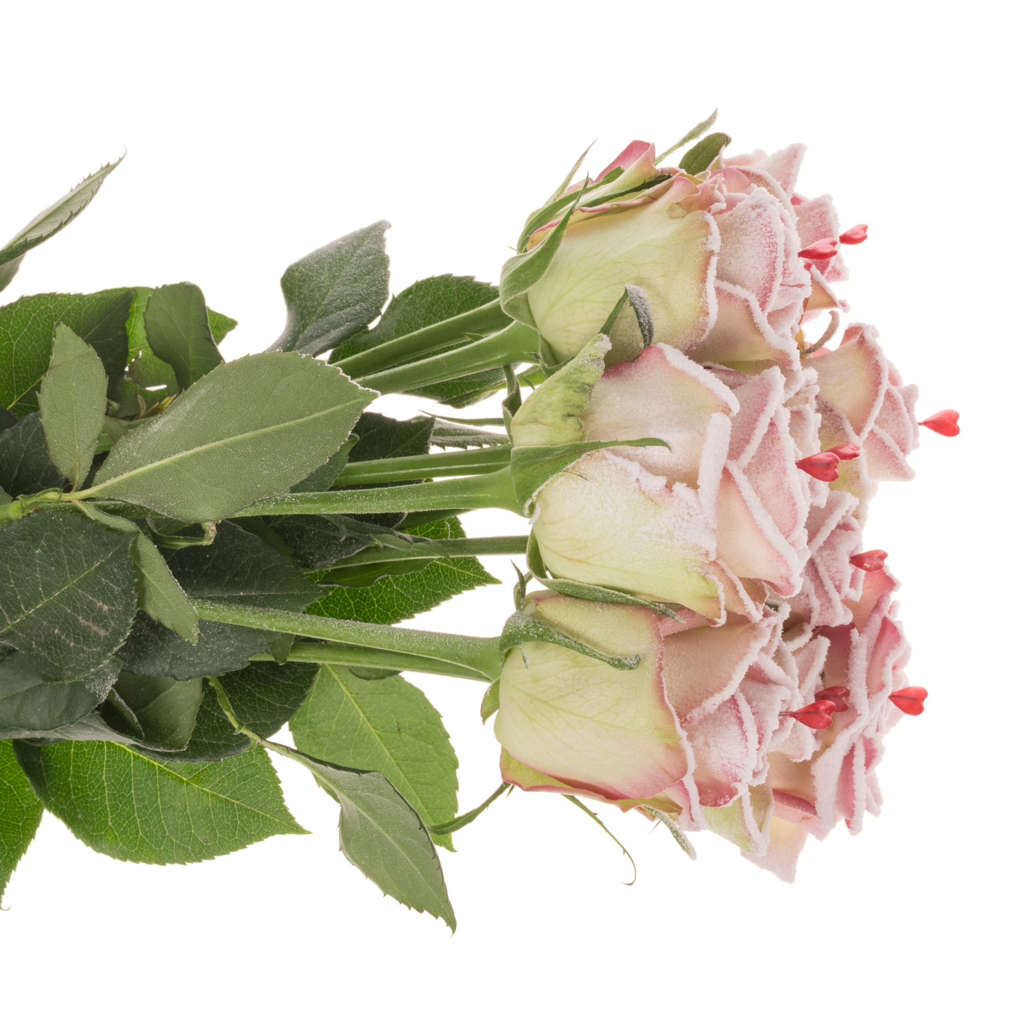 Rose Sugar Pink Love 70cm