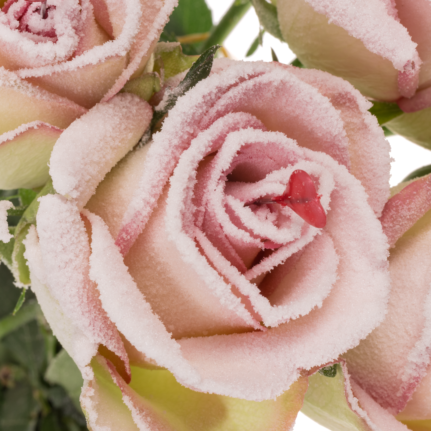 Rose Sugar Pink Love 70cm