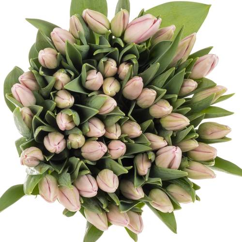 Tulpe rosa Dutch Beauty 40 Gramm