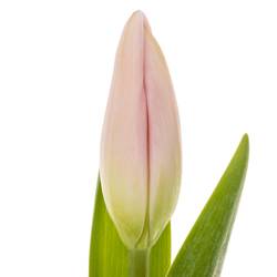 Tulpe rosa Dutch Beauty 40 Gramm