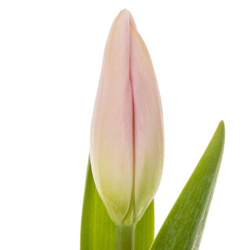 Tulpe rosa Dutch Beauty 40 Gramm