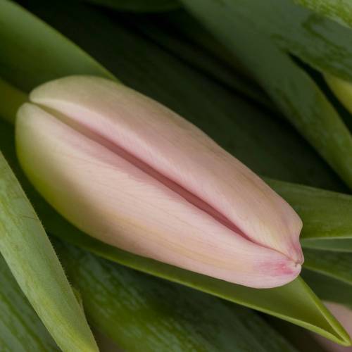 Tulpe rosa Dutch Beauty 40 Gramm