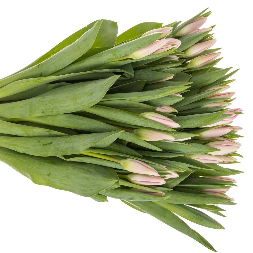 Tulpe rosa Dutch Beauty 40 Gramm