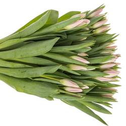 Tulpe rosa Dutch Beauty 40 Gramm