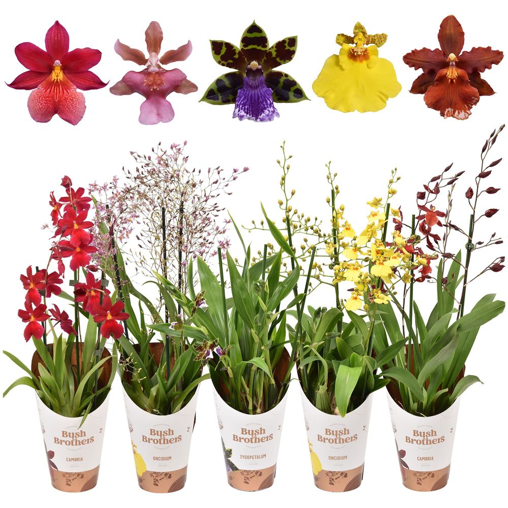 Orchid.3-R mix T12 H55