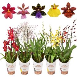 Orchid.3-R mix T12 H55