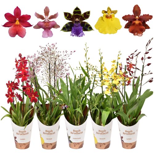 Orchid.3-R mix T12 H55