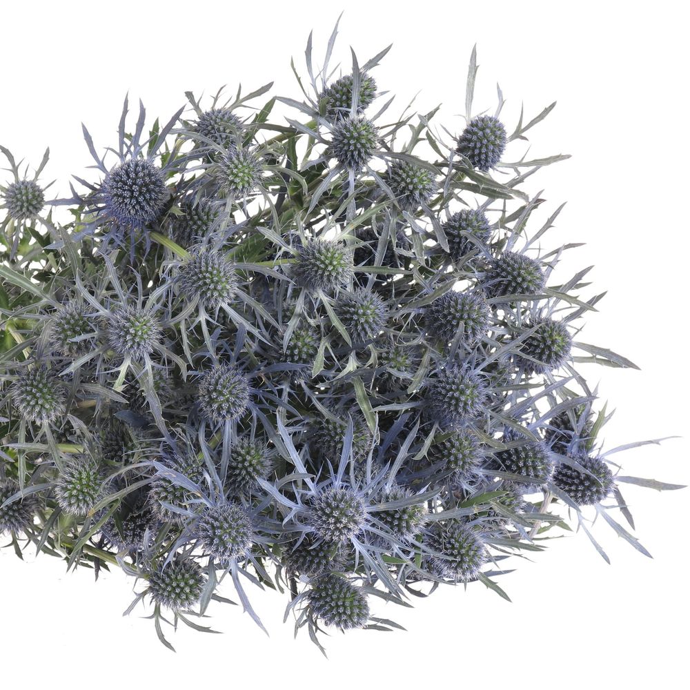 Distel blau Dynamite blue 80cm