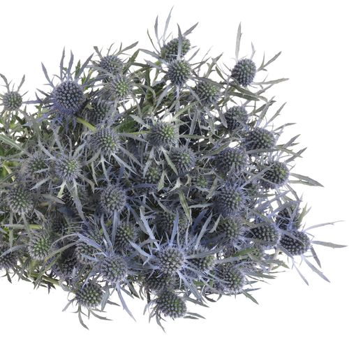 Distel blau Dynamite blue 80cm