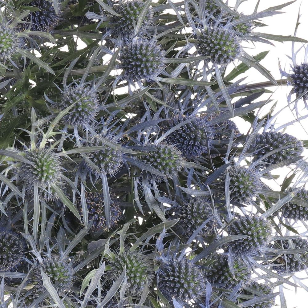 Distel blau Dynamite blue 80cm