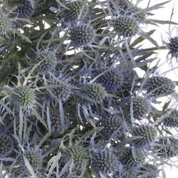 Distel blau Dynamite blue 80cm