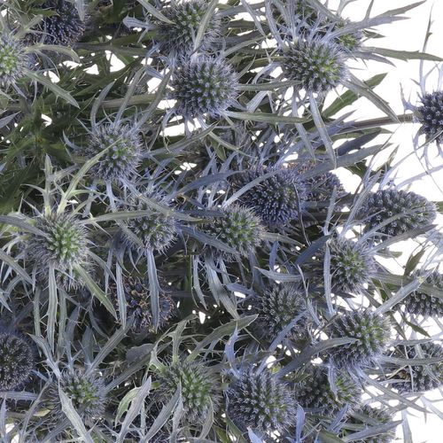 Distel blau Dynamite blue 80cm