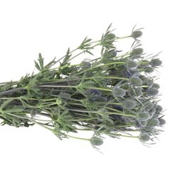 Distel blau Dynamite blue 80cm