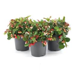 Gaultheria Proc. Bigberry T10 H15