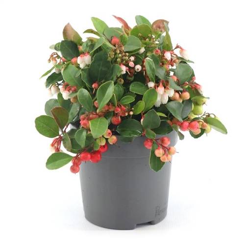 Gaultheria Proc. Bigberry T10 H15