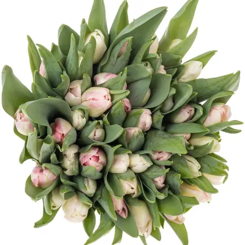 Tulpe rosa Pulitzer 40 Gramm