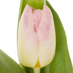 Tulpe rosa Pulitzer 40 Gramm