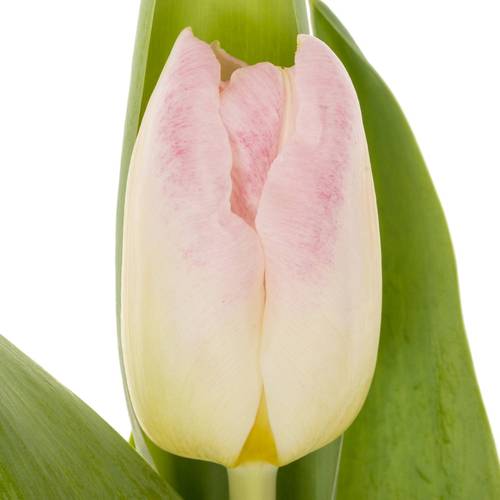 Tulpe rosa Pulitzer 40 Gramm