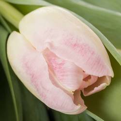 Tulpe rosa Pulitzer 40 Gramm