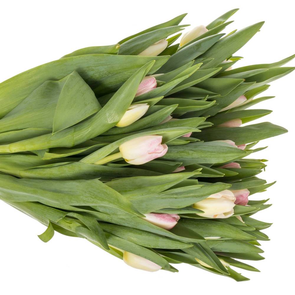 Tulpe rosa Pulitzer 40 Gramm