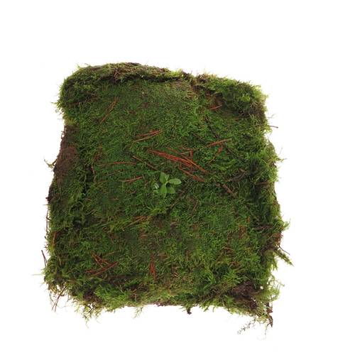 Plattenmoos dunkel grün in Tute ca 1.9m2