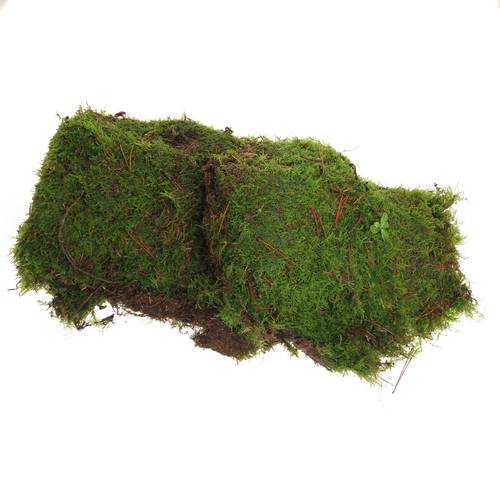 Plattenmoos dunkel grün in Tute ca 1.9m2