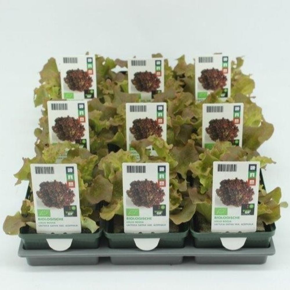 Bio Lollo Rossa H5 (9x6 pfl.)
