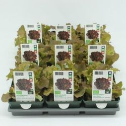 Bio Lollo Rossa H5 (9x6 pfl.)