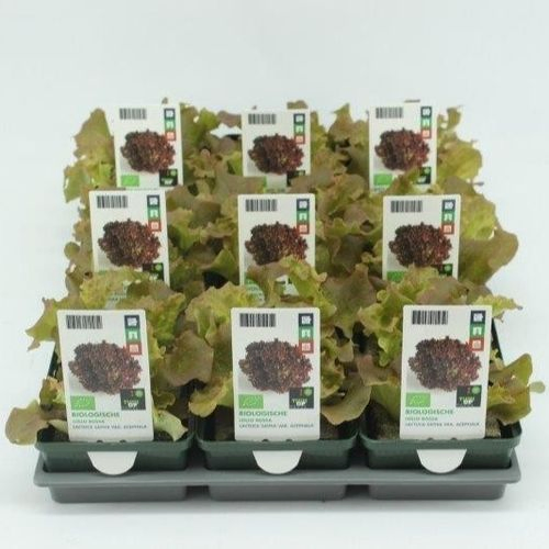 Bio Lollo Rossa H5 (9x6 pfl.)
