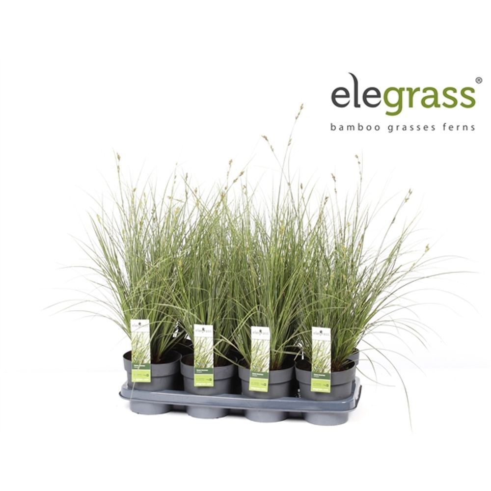 Carex Brunnea T14 H40
