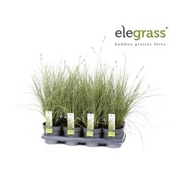 Carex Brunnea T14 H40