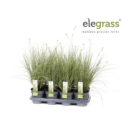 Carex Brunnea T14 H40