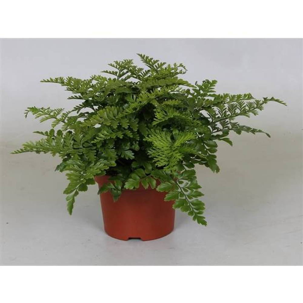 Asplenium Parvati T12 H025