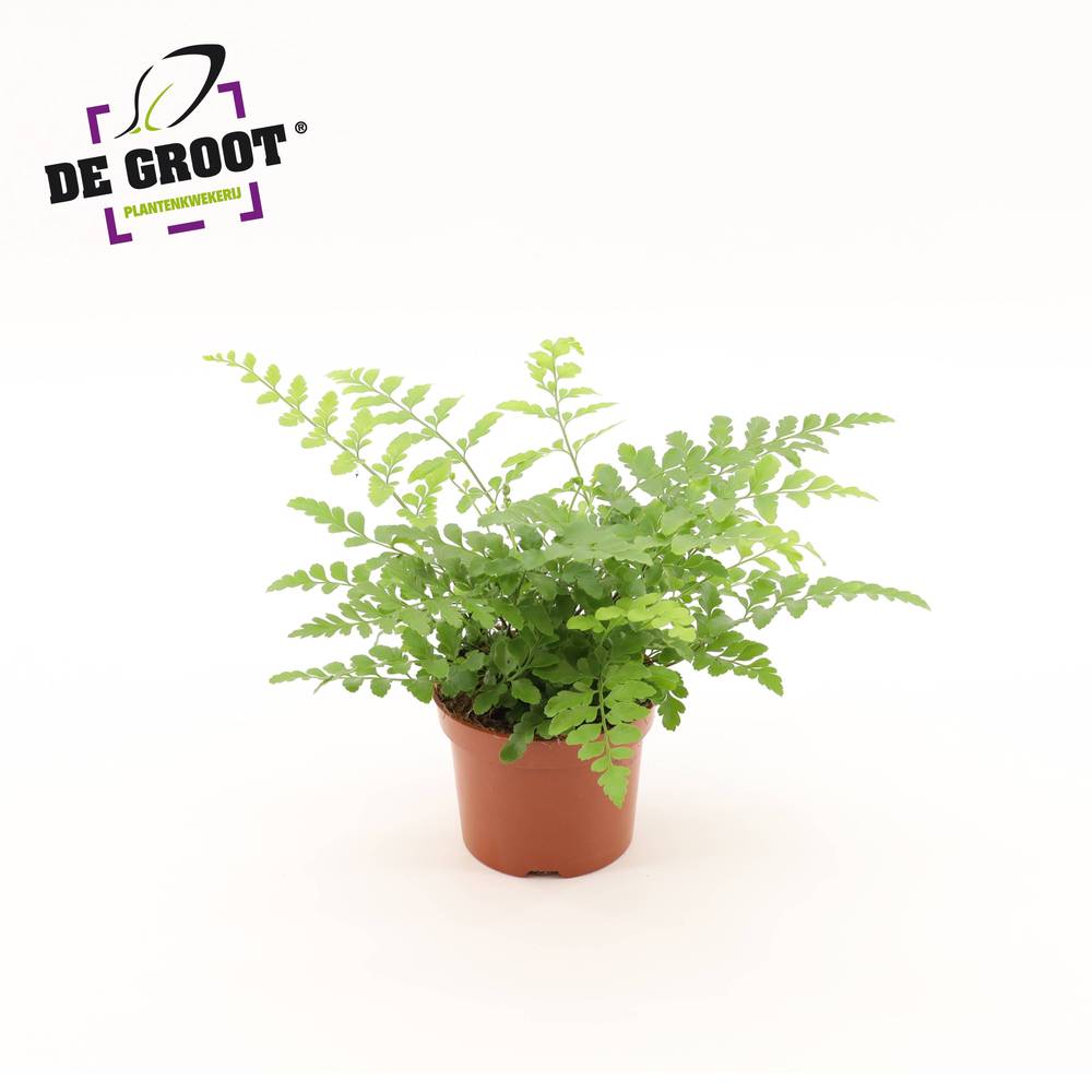 Asplenium Parvati T12 H025
