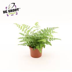 Asplenium Parvati T12 H025