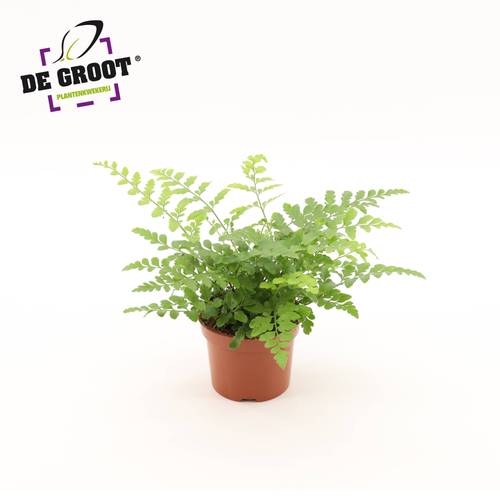 Asplenium Parvati T12 H025